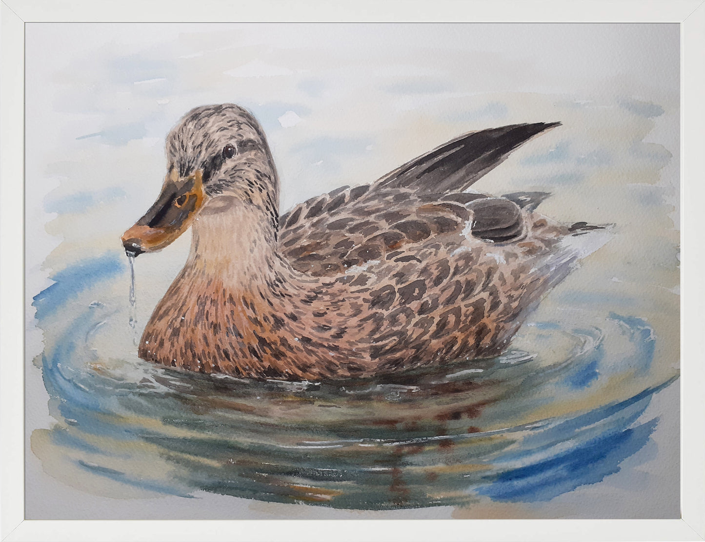 Ánade real hembra. Acuarela 30x40 cm