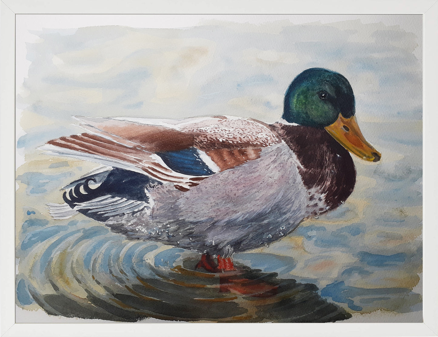 Ánade real macho. Acuarela 30x40 cm