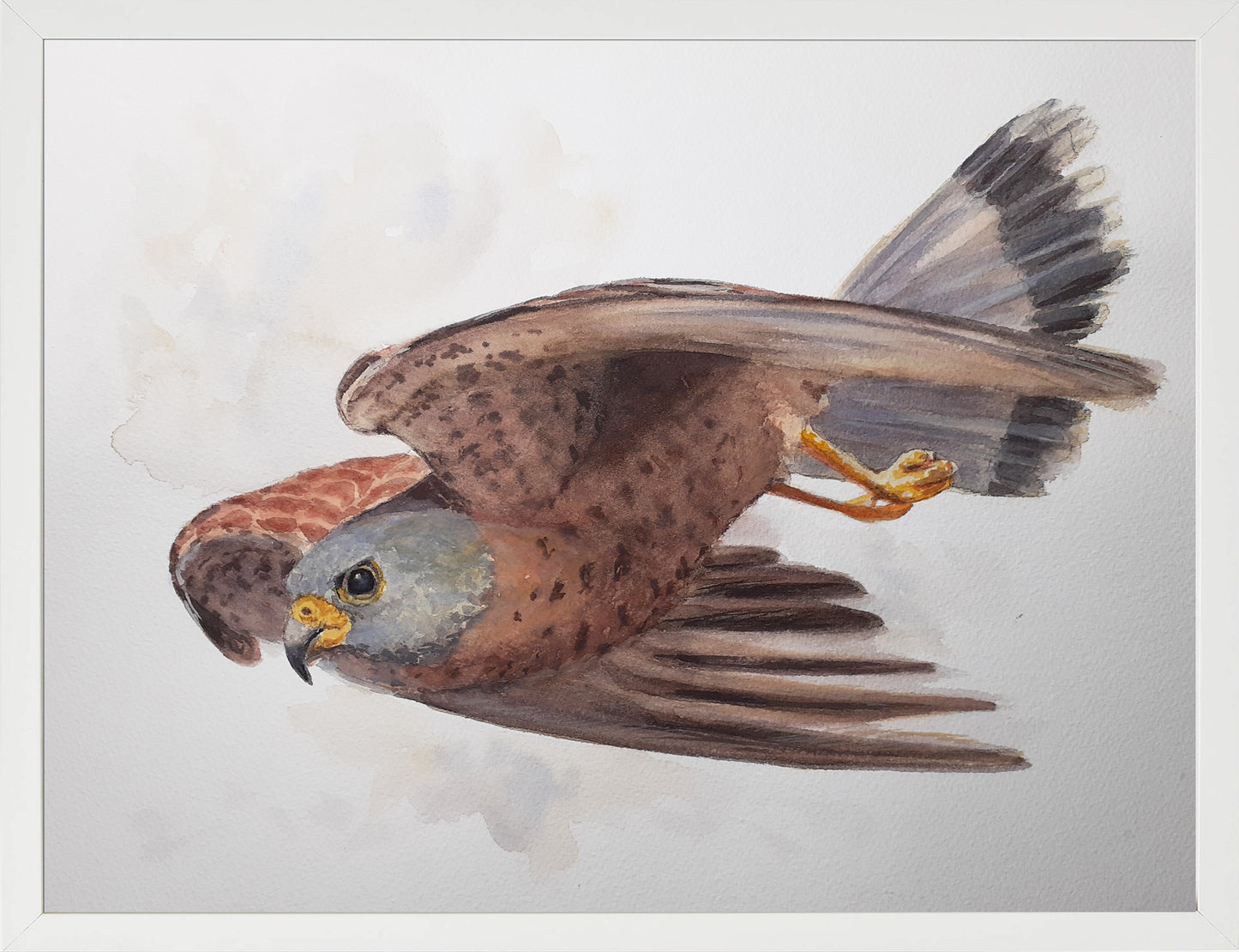 Cernícalo primilla. Acuarela 30x40 cm