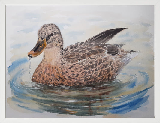 Ánade real hembra. Acuarela 30x40 cm