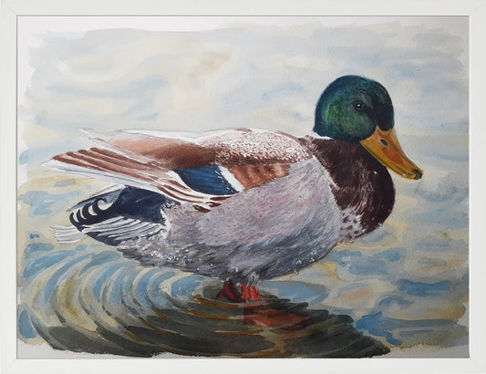 Ánade real macho. Acuarela 30x40 cm