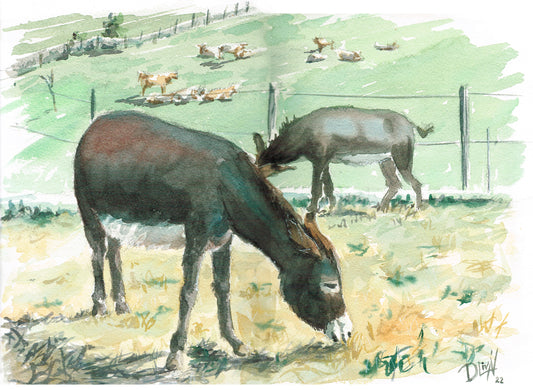Los burros de Erraztu (Navarra) 42x29,7 cm