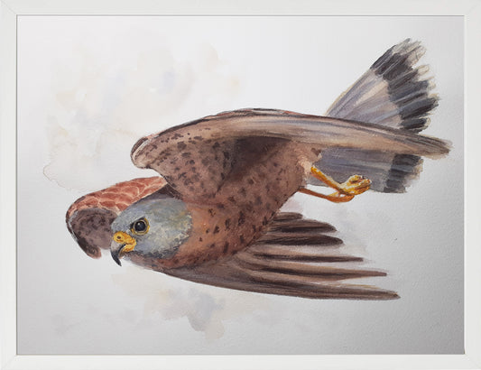 Cernícalo primilla. Acuarela 30x40 cm