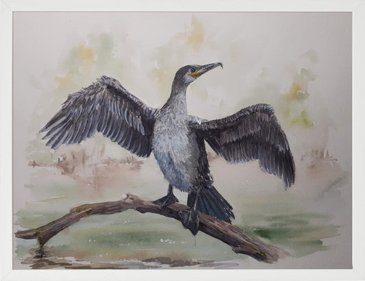 Cormorán. Acuarela 30x40 cm