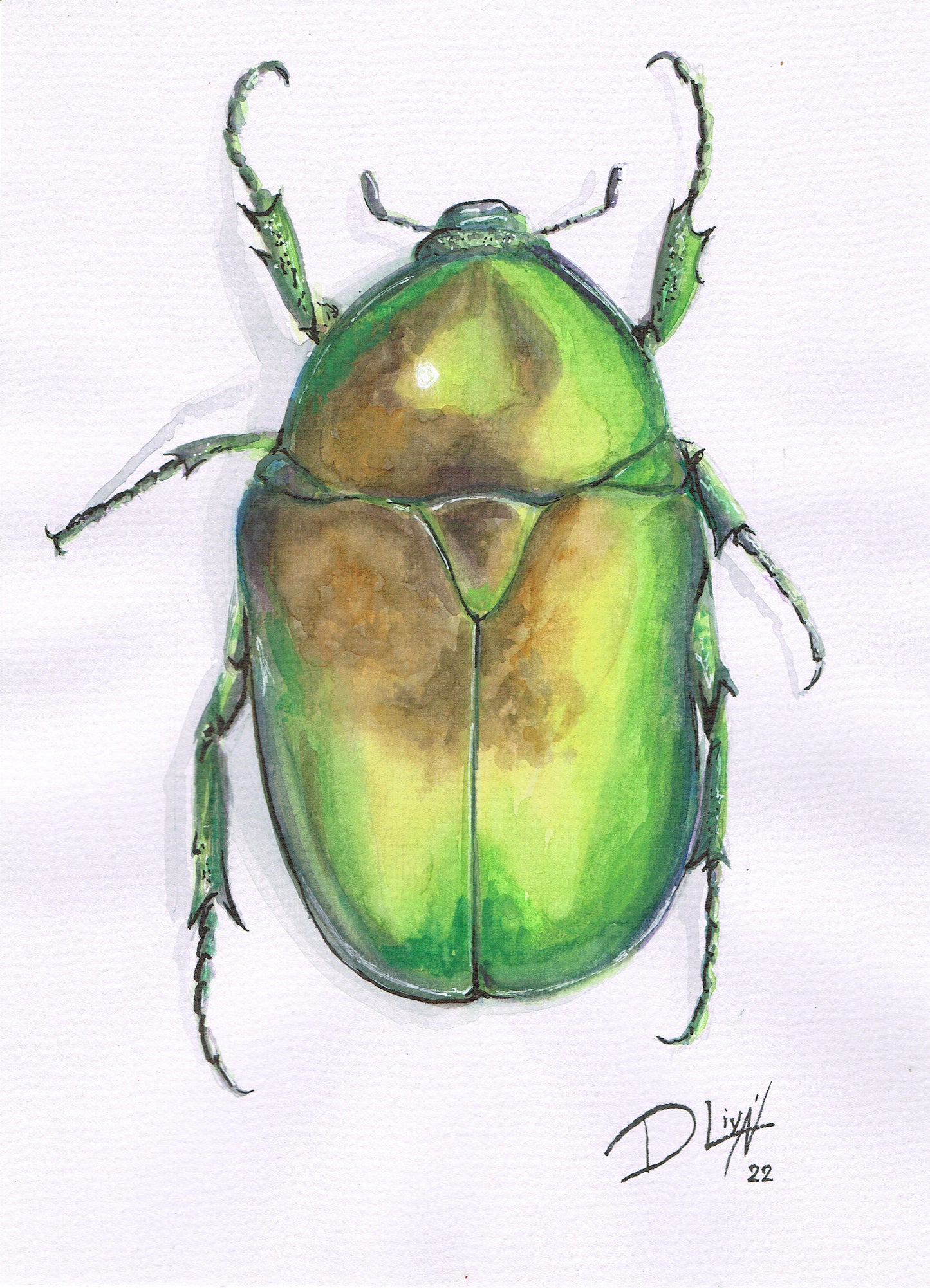 Escarabajo verde 21x28,5 cm