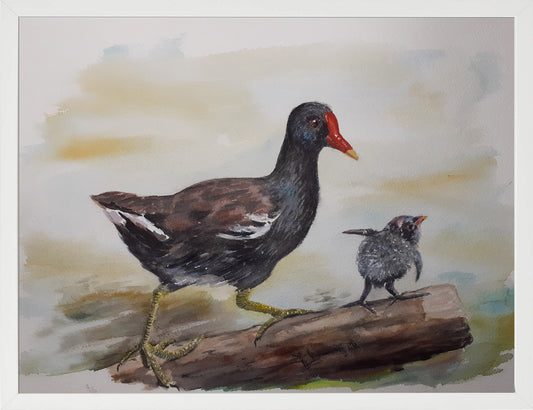 Gallineta común. Acuarela 30x40 cm