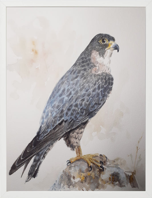 Halcón peregrino. Acuarela 30x40 cm